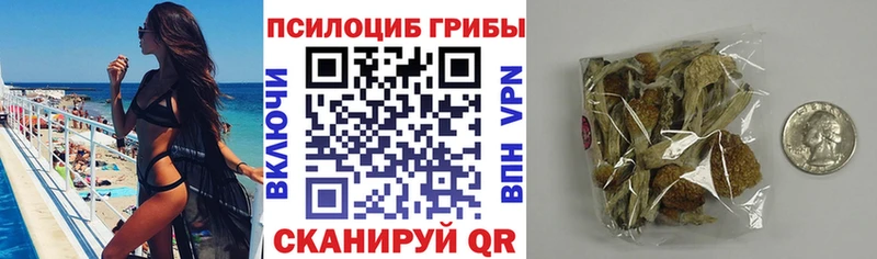 Псилоцибиновые грибы Psilocybe  Купить где  Кодинск 